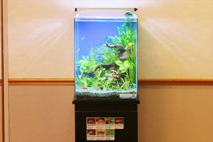 中野区 学生寮 30cm淡水魚水槽 お試し設置事例 水槽画像2