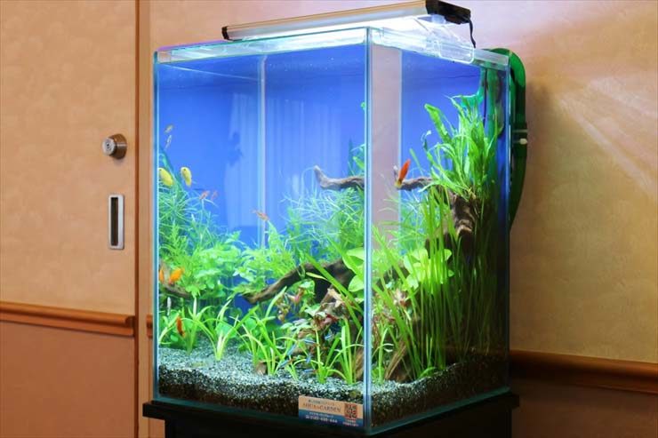 水草と小型熱帯魚が泳ぐ青い背景のハイタイプ水槽
