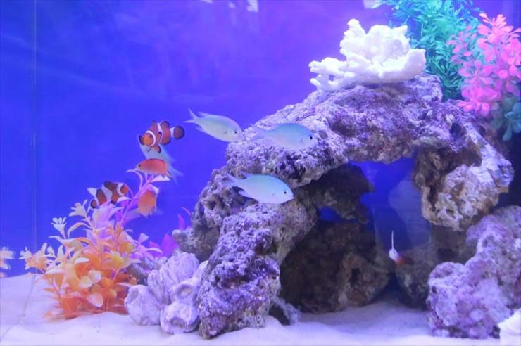 埼玉県 日高市 保険相談所 60cm海水魚水槽 レンタル事例 水槽画像2