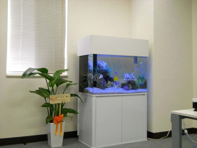 東京都新宿区 企業様 90cm海水魚水槽 水槽レンタル事例 お引越しのサムネイル画像