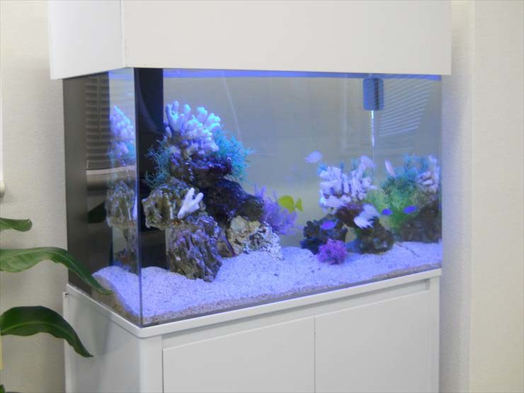 東京都新宿区 企業様 90cm海水魚水槽 水槽レンタル事例 お引越し 水槽画像2