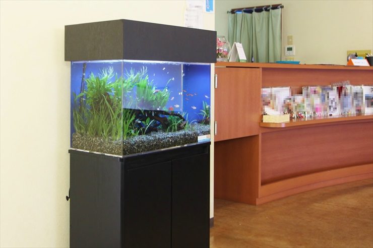 神奈川県 耳鼻咽喉科の待合室 60cm淡水魚水槽レンタル事例のサムネイル画像