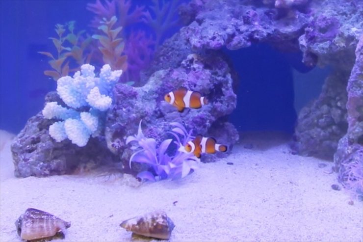 千葉県 習志野市 美容サロンのエントランス 海水魚水槽設置事例 水槽画像3