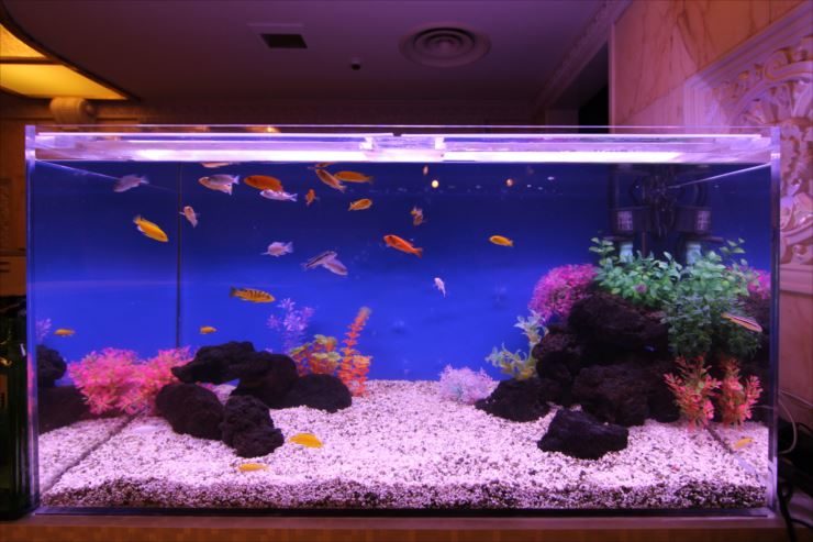 青い背景に熱帯魚が泳ぐ岩組みのアクアリウム水槽