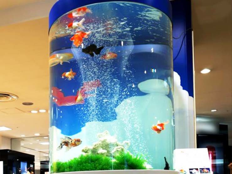 百貨店イベント 金魚の円柱水槽 水槽レンタル事例 水槽画像4