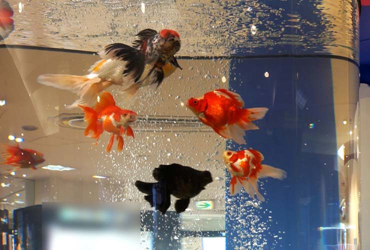 気泡が舞う円柱水槽を泳ぐ赤や黒の金魚たち