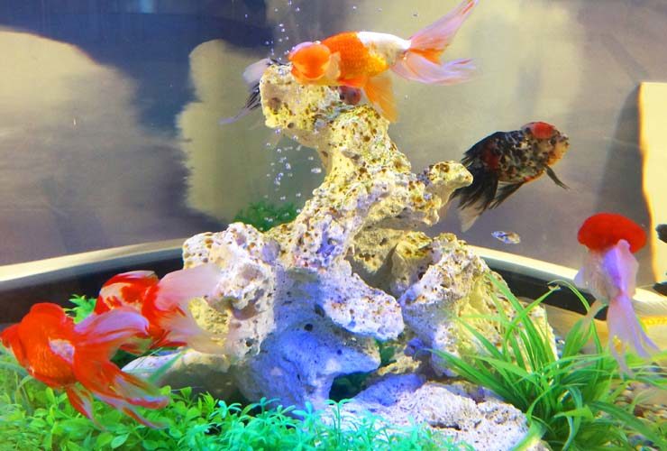 岩組と水草の周りを泳ぐ数匹の金魚と気泡の上がる水槽内景