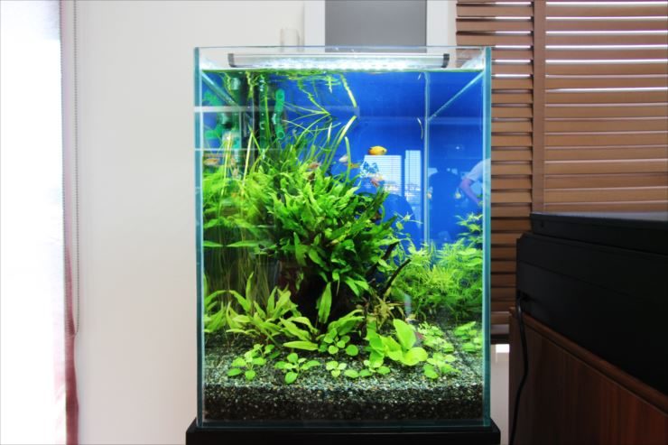 個人宅のリビングルーム 30cm淡水魚水槽 御為い水槽レンタル事例 メイン画像