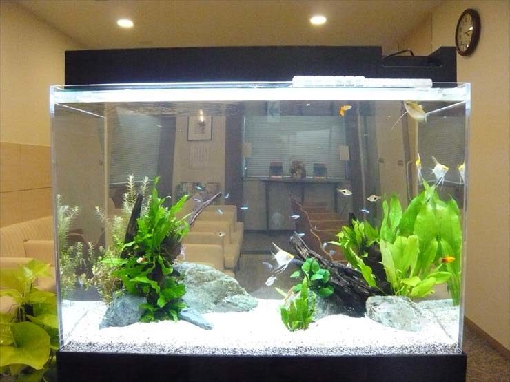 新宿区 検診センター様 90cm淡水魚水槽 レンタル事例 水槽画像３