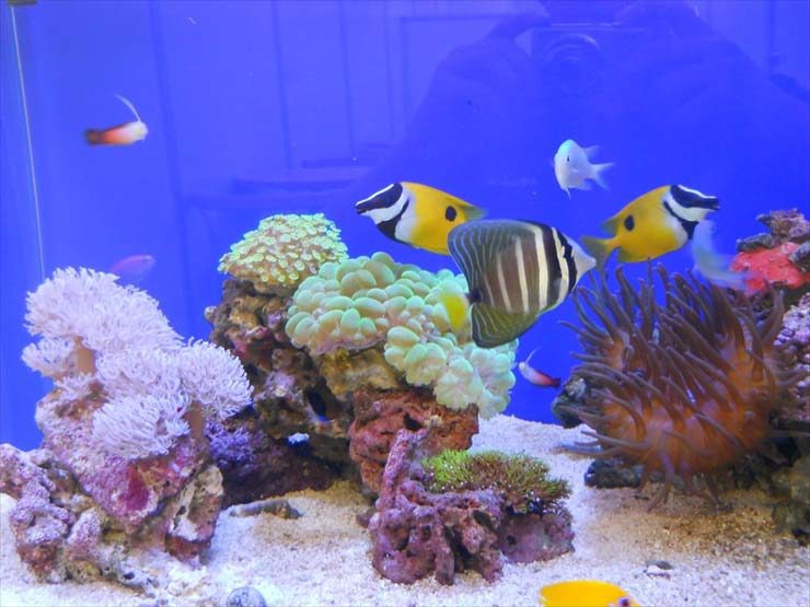 都内 企業様 90cm海水魚水槽 設置事例 水槽画像3