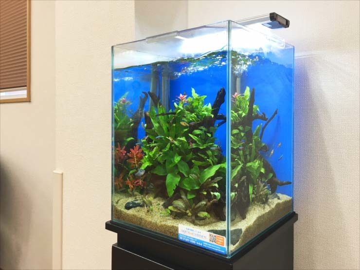 老人ホームに設置　お試し30cm淡水魚水槽事例 水槽画像２