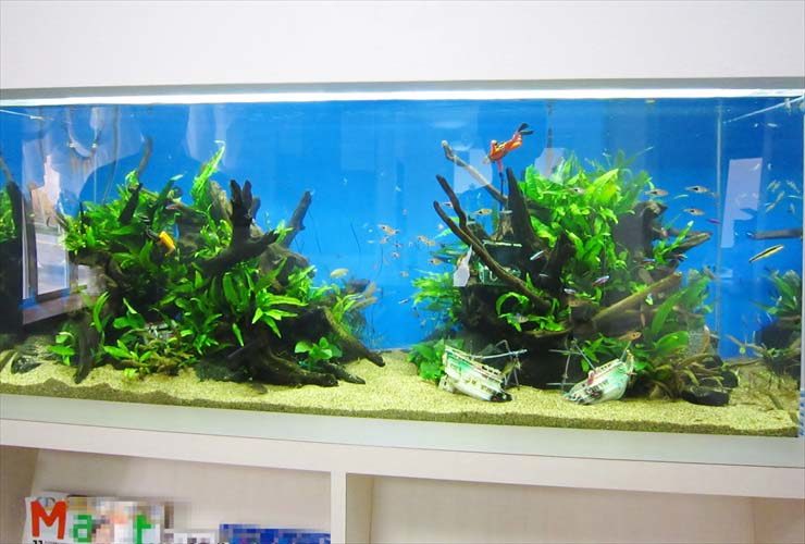 流木と水草を配置した青い背景の大型水槽レイアウト