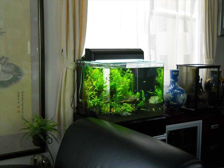 都内 企業様 45cm淡水魚水槽 設置事例 水槽画像1