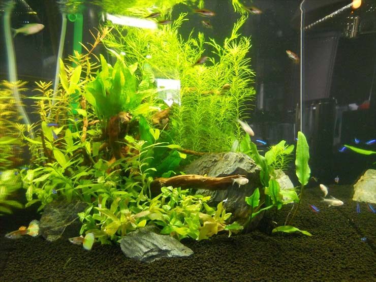 都内 企業様 45cm淡水魚水槽 設置事例 水槽画像3