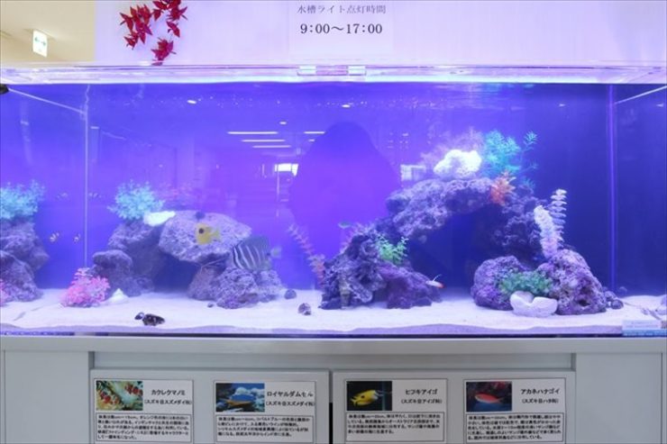 横浜市　介護老人保健施設　120cm海水魚水槽レンタル事例 水槽画像３