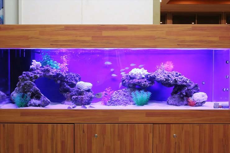 神奈川県 川崎市 福祉医療施設 150cm海水魚水槽レンタル事例 水槽画像3