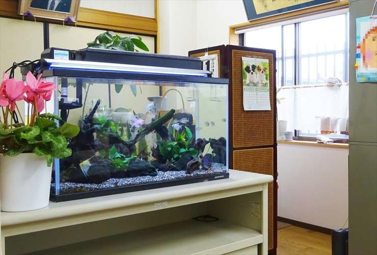 オフィス事務所に設置 両面仕様60cm淡水魚水槽事例のサムネイル画像