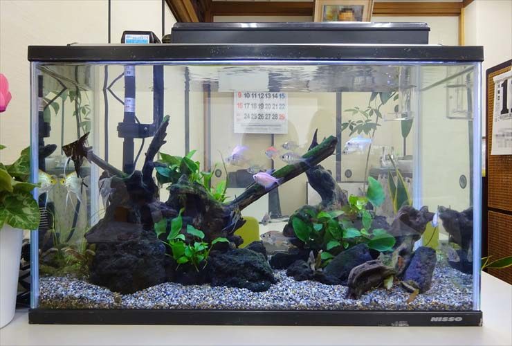 オフィス事務所に設置 両面仕様60cm淡水魚水槽事例 水槽画像2