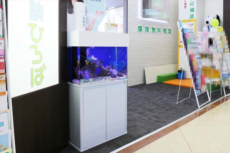 千葉県佐倉市 保険相談所 60cm海水魚水槽レンタル事例 水槽画像3