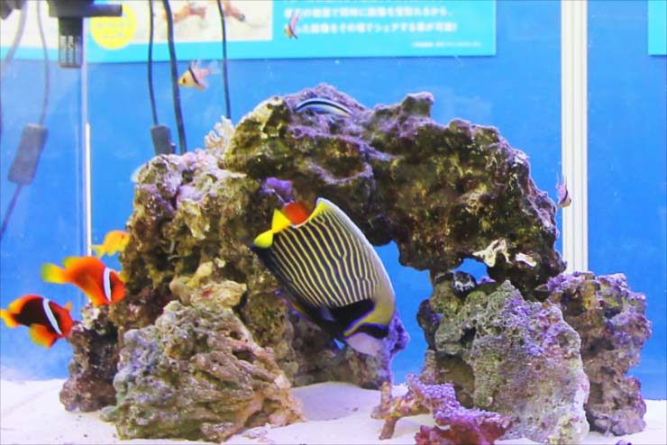 池袋サンシャイン　イベントに設置　150cm海水魚水槽事例 水槽画像３