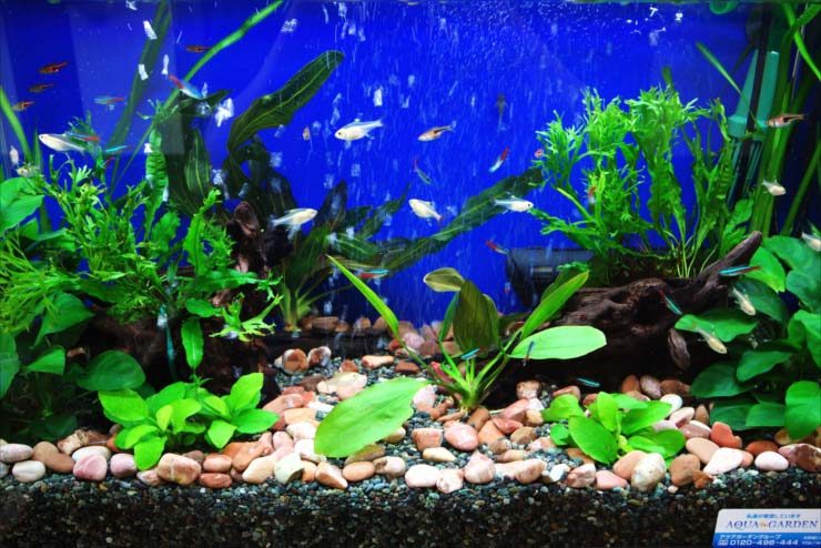 青い背景に小型カラシンと水草が泳ぐ熱帯魚水槽