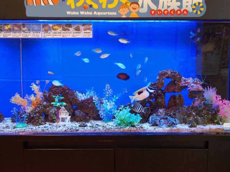 飲食店の待合室 カラフルな120cm海水魚水槽 設置事例 水槽画像2