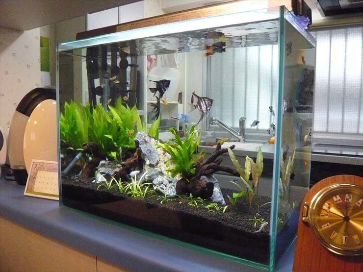 都内 企業様 60cm淡水魚水槽 設置事例 水槽画像3