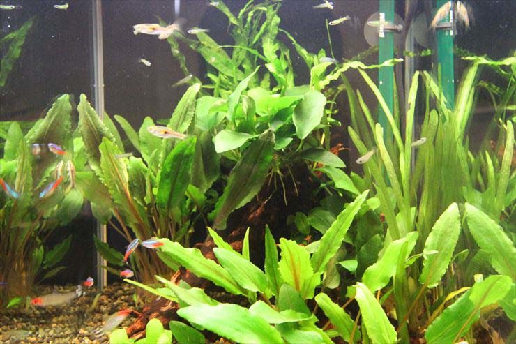 個人宅のリビング スタイリッシュな30cm淡水魚水槽 レンタル事例
