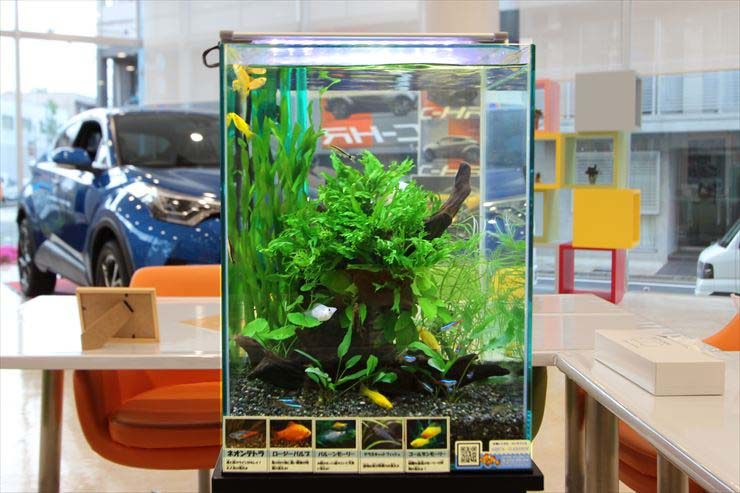 杉並区 ショールームに設置 水草淡水アクアリウムの事例 水槽画像3