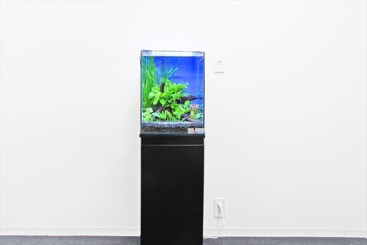 お魚がいない？！オフィスに設置した癒しの水草水槽事例 水槽画像２