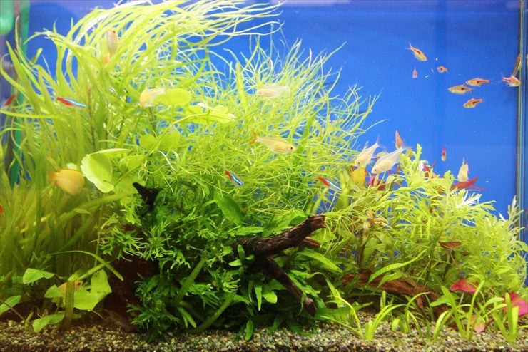 小児科の待合室にやさしくなじむ、爽やかな60cm淡水魚水槽（やわらかな水草が、お子様の緊張をやわらげます）