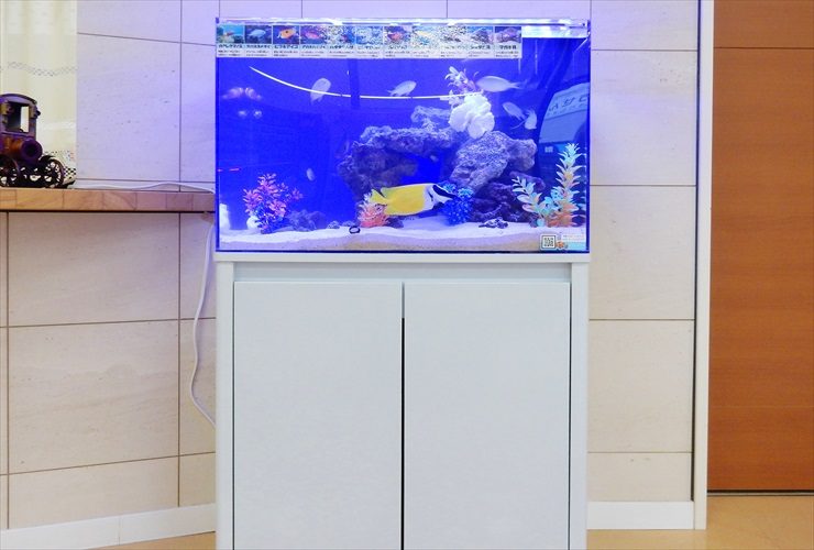 白い水槽台に設置された海水魚水槽と泳ぐ黄色い熱帯魚