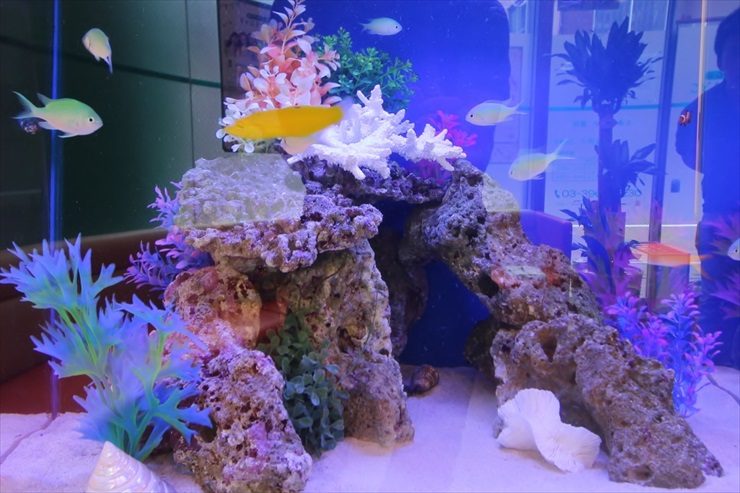 こどもクリニックの待合室に設置 アクアリウム(海水魚水槽)の事例 水槽画像3