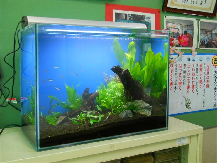静岡県 校長室様 60cm淡水魚水槽 設置事例 水槽画像3