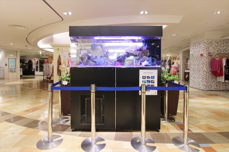 百貨店イベントに設置 海水魚水槽(短期レンタル)の事例のサムネイル画像
