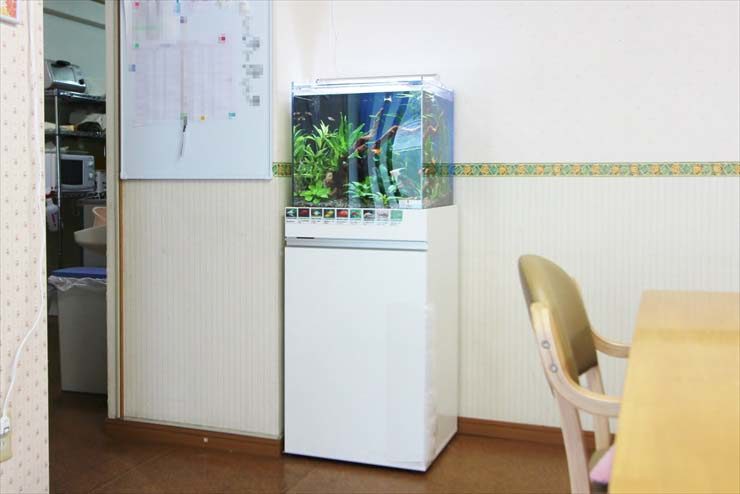 白い水槽台に設置された水草と小型魚の熱帯魚水槽