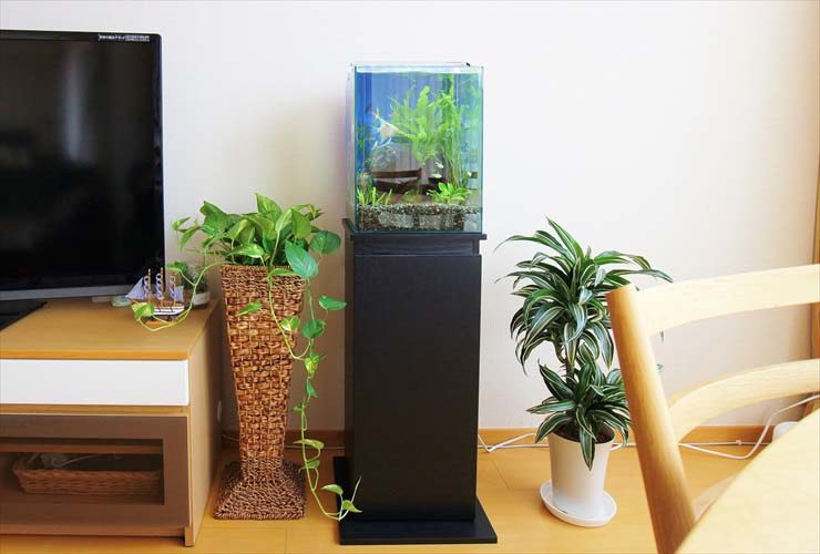 観葉植物に囲まれた黒い水槽台と小型水槽の設置風景