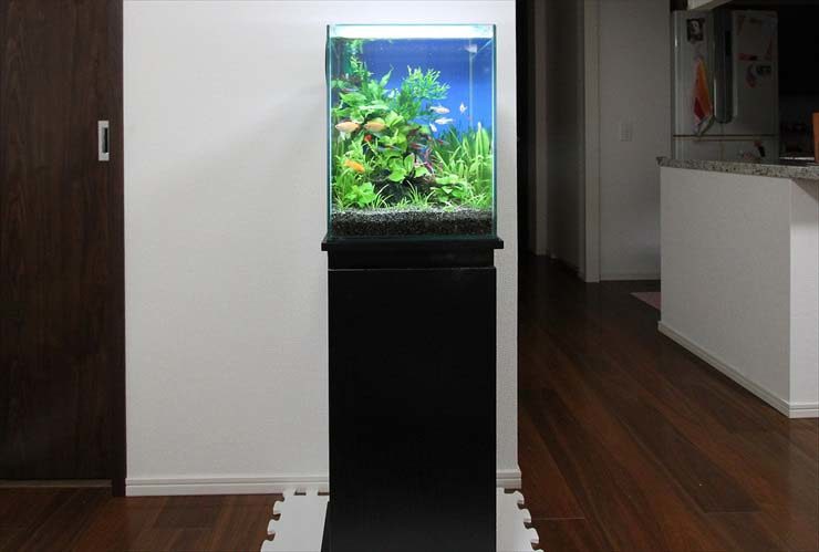 世田谷区 個人宅のリビング 水草アクアリウム(30cm淡水魚水槽)のレンタル事例 水槽画像2