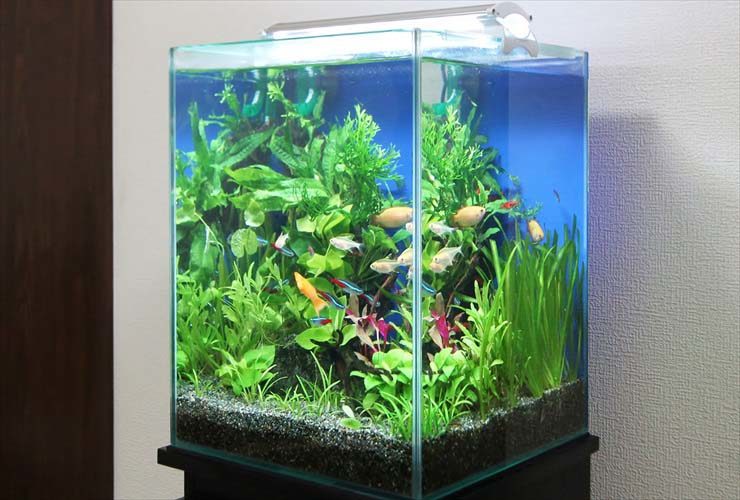 水草が茂る水槽内を泳ぐネオンテトラの仲間と小型熱帯魚