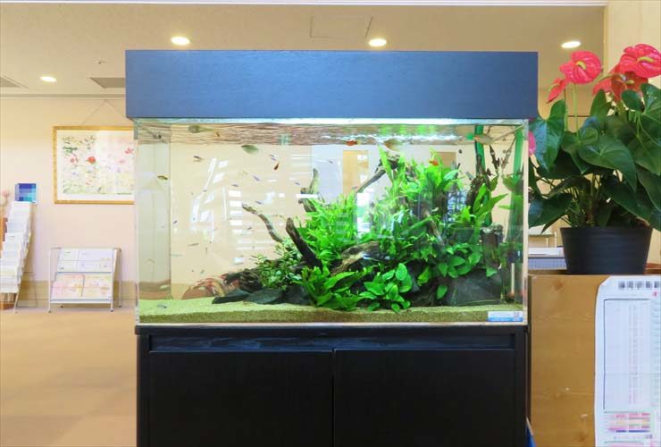 福祉施設の受付フロアに設置　水草アクアリウム 90cm淡水魚水槽販売事例 水槽画像１