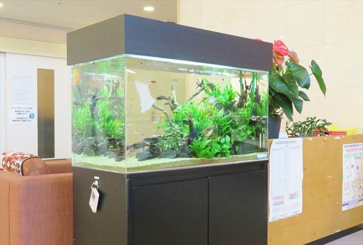 福祉施設の受付フロアに設置　水草アクアリウム 90cm淡水魚水槽販売事例 水槽画像３