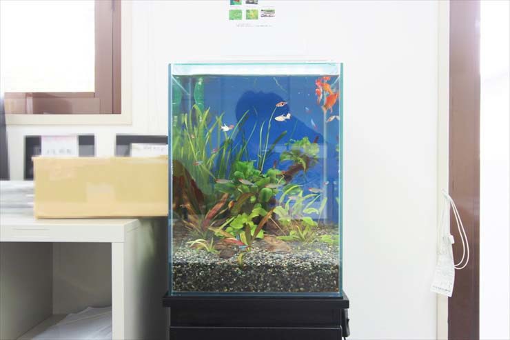 豊島区東池袋　オフィスに設置　水草淡水アクアリウム（30cm小型サイズ）の事例のサムネイル画像