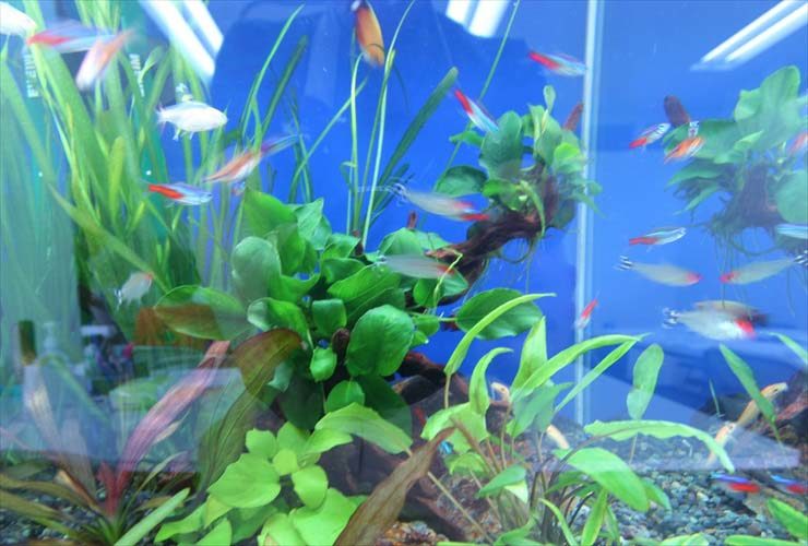 豊島区東池袋 オフィスに設置 水草淡水アクアリウム(30cm小型サイズ)の事例 水槽画像2