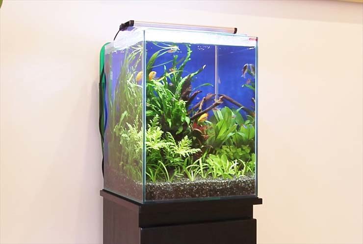 水草と熱帯魚が泳ぐハイタイプ水槽のレイアウト