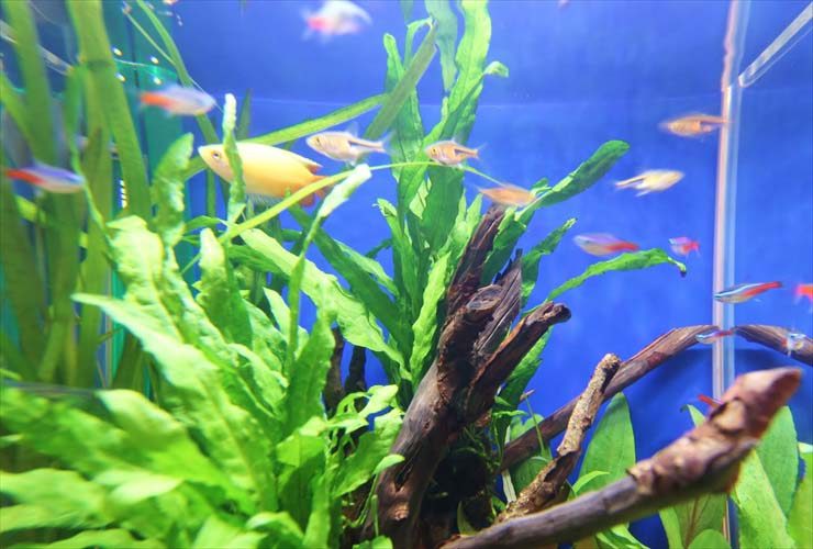 産婦人科の待合室に設置 お試し水槽(30cm淡水魚水槽)の事例 水槽画像3