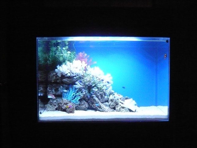 東京都豊島区 飲食店様 90cm海水魚水槽 設置事例 メイン画像