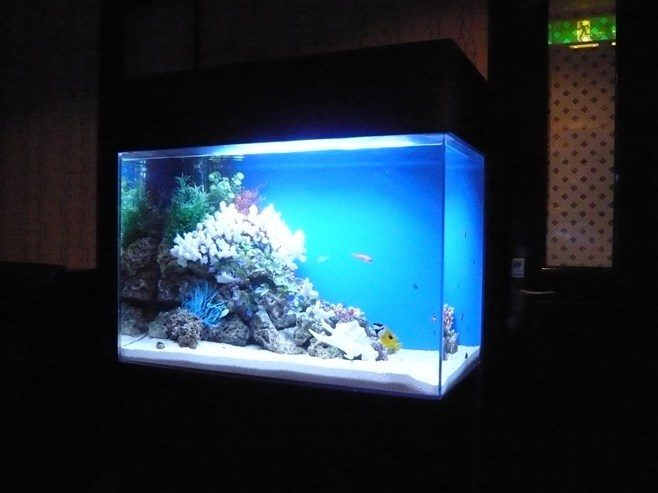 東京都豊島区 飲食店様 90cm海水魚水槽 設置事例 水槽画像2