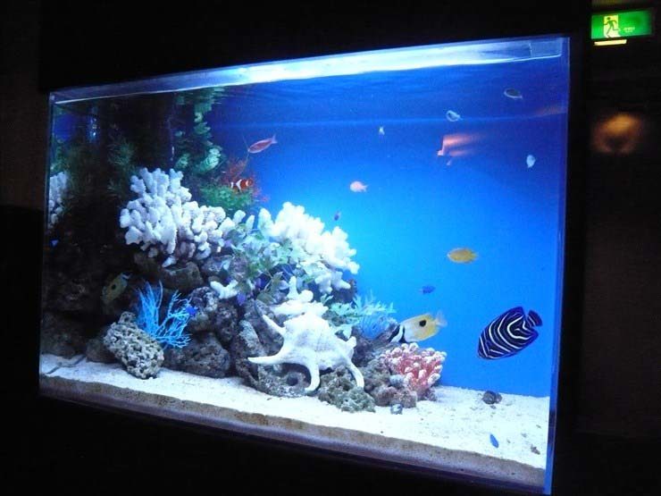 東京都豊島区 飲食店様 90cm海水魚水槽 設置事例 水槽画像3