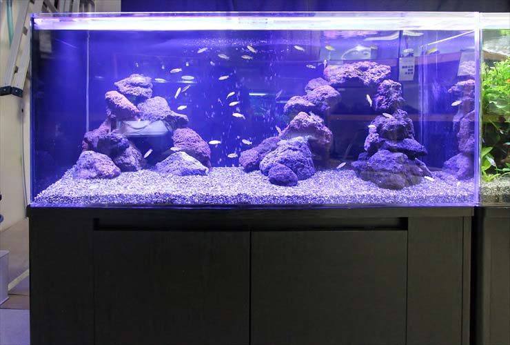 淡水アクアリウム（120cm水槽）　水槽レイアウトを日々勉強中 水槽画像３