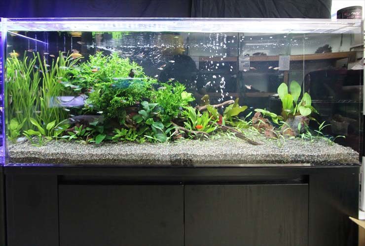 水草が茂る大型水槽と泳ぐ小型カラシンの仲間